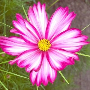 Meet your Posher, Alexa